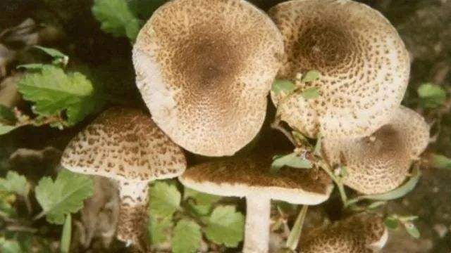 游客采食蘑菇中毒警惕野生蘑菇风险，游客采食蘑菇中毒事件频发